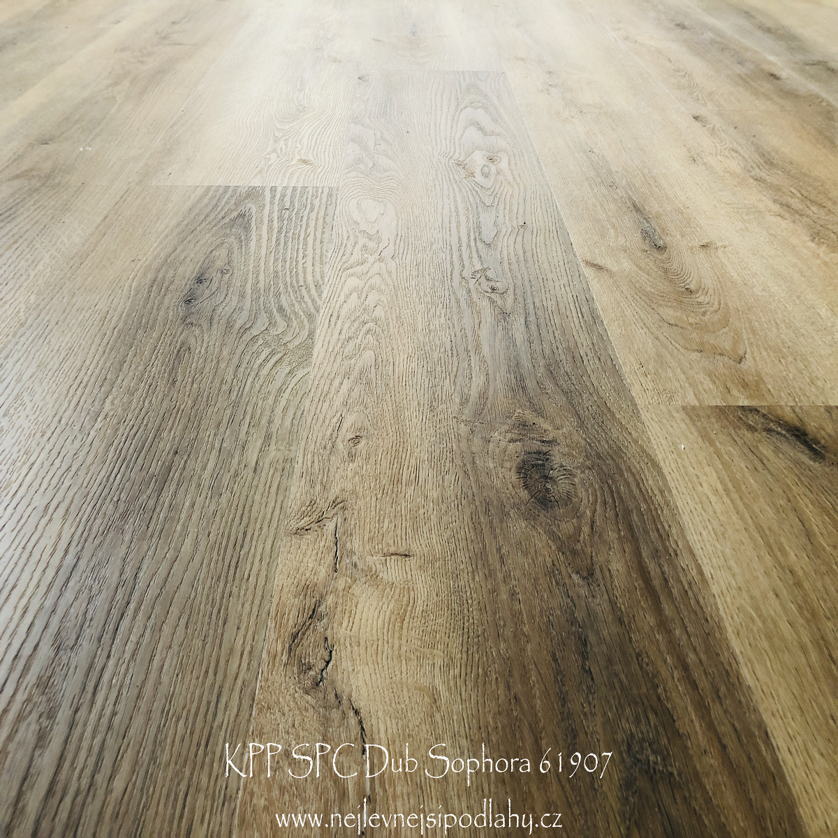KPP SPC - Dub Sophora 61907